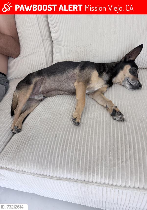 Lost Male Dog last seen Near Via Madrugada, Mission Viejo, CA 92692