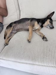 Lost Male Dog last seen Near Via Madrugada, Mission Viejo, CA 92692