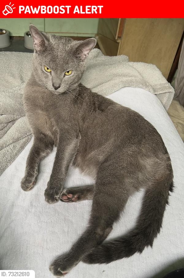 Lost Male Cat last seen Herman Rd, Butler/Freeport Trail, Protzman Rd, Summit Township, PA 16002