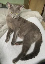 Lost Male Cat last seen Herman Rd, Butler/Freeport Trail, Protzman Rd, Summit Township, PA 16002
