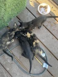 Reunited Female Cat last seen Near E View Drive, South Weber, UT 84405