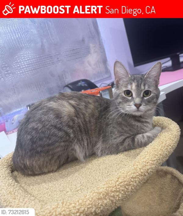 Lost Female Cat last seen Stonecrest Village Stratford Place, San Diego, CA 92123