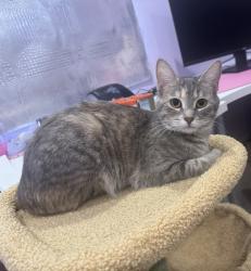 Lost Female Cat last seen Stonecrest Village Stratford Place, San Diego, CA 92123