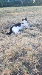 Found/Stray Unknown Cat last seen Deerbrush Dr, Thurston County, WA 98513