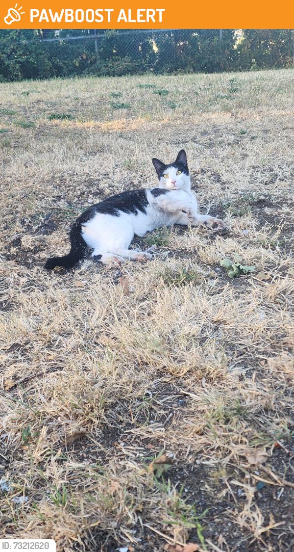 Found/Stray Unknown Cat last seen Deerbrush Dr, Thurston County, WA 98513