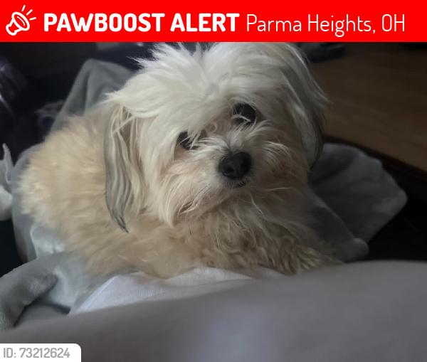 Lost Male Dog last seen Comanche CT , Big Creek PKWY, Parma Heights, OH 44130