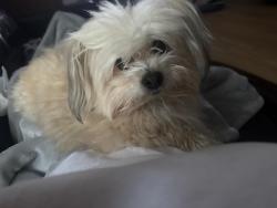 Lost Male Dog last seen Comanche CT , Big Creek PKWY, Parma Heights, OH 44130