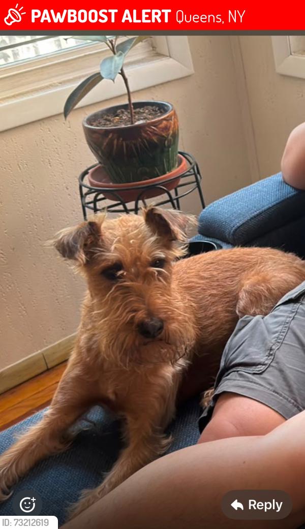 Lost Male Dog last seen NORTHEM BLVD, Queens, NY 11354