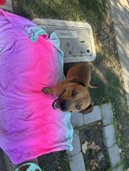 Found/Stray Male Dog last seen Chestnut avenue, Fresno, CA 93725