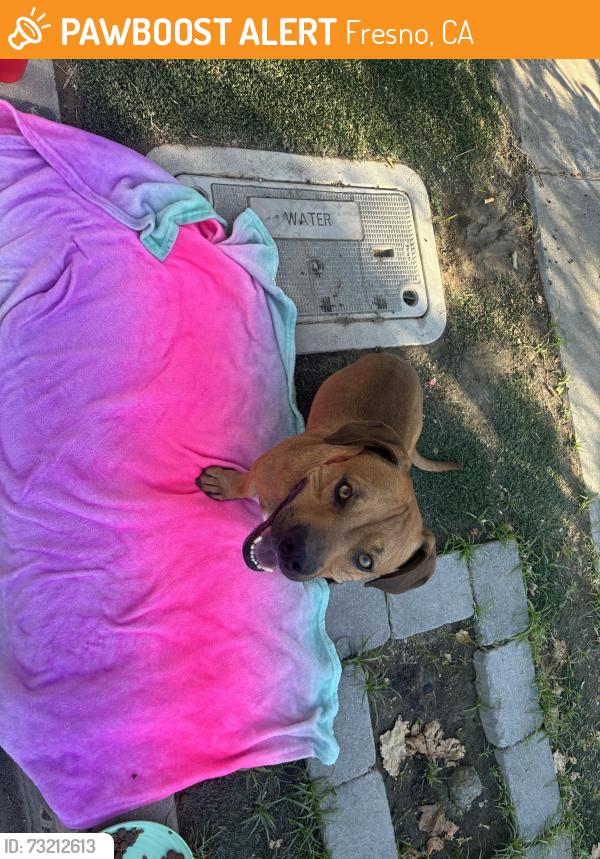 Found/Stray Male Dog last seen Chestnut avenue, Fresno, CA 93725