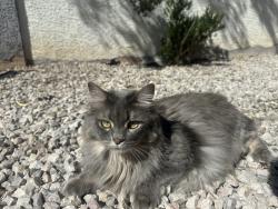 Reunited Female Cat last seen Washington & mt. Hood, Las Vegas, NV 89110