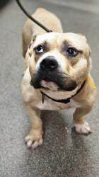 Shelter Stray Male Dog last seen Off Sinclair Ave in Lindenwald, Hamilton, OH, 1820 Princeton Rd, Hamilton, OH 45011, USA