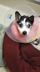 Shelter Stray Female Dog last seen Wagon Wheel Dr in Ross OH, Ross, OH, 1820 Princeton Rd, Hamilton, OH 45011, USA