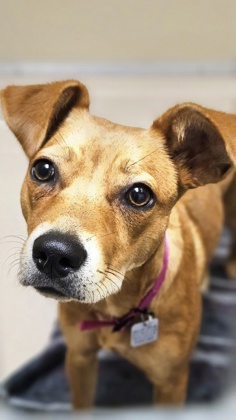 Shelter Stray Female Dog last seen BLOCK OF 2200'S BEVINGTON LN, Hamilton, OH, 1820 Princeton Rd, Hamilton, OH 45011, USA