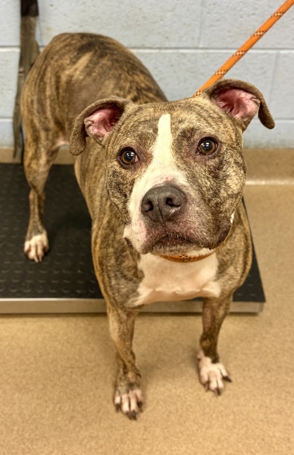 Shelter Stray Male Dog last seen Redwater Dr Decatur, GA 30035, 30035, GA, 3280 Chamblee Dunwoody Rd, Chamblee, GA 30341, USA
