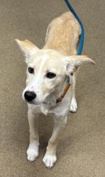 Shelter Stray Female Dog last seen Near Willowick Drive, Lithonia, GA, 30038, 30038, GA, 3280 Chamblee Dunwoody Rd, Chamblee, GA 30341, USA