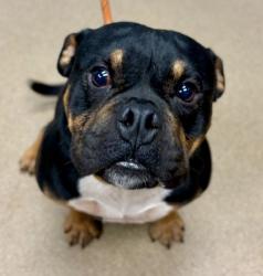 Shelter Stray Male Dog last seen Near PLEASANT WOOD DR, 30034, GA, 3280 Chamblee Dunwoody Rd, Chamblee, GA 30341, USA