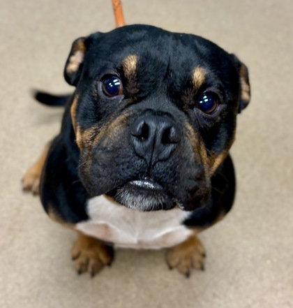 Shelter Stray Male Dog last seen Near PLEASANT WOOD DR, 30034, GA, 3280 Chamblee Dunwoody Rd, Chamblee, GA 30341, USA