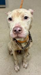 Shelter Stray Female Dog last seen Near S Royal Atlanta Drive, 30084, GA, 3280 Chamblee Dunwoody Rd, Chamblee, GA 30341, USA