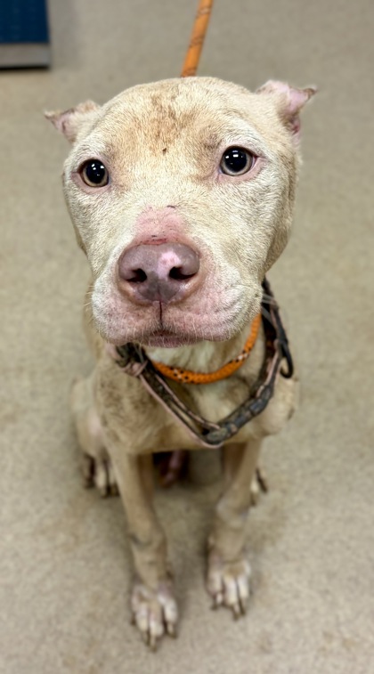 Shelter Stray Female Dog last seen Near S Royal Atlanta Drive, 30084, GA, 3280 Chamblee Dunwoody Rd, Chamblee, GA 30341, USA
