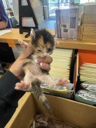 Shelter Stray Female Cat last seen Near Motley, 75150, TX, 1650 Gross Rd, Mesquite, TX 75149, USA
