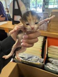 Shelter Stray Female Cat last seen Near Motley, 75150, TX, 1650 Gross Rd, Mesquite, TX 75149, USA