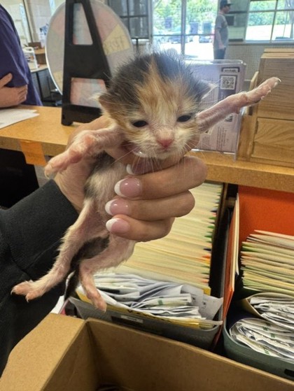 Shelter Stray Female Cat last seen Near Motley, 75150, TX, 1650 Gross Rd, Mesquite, TX 75149, USA
