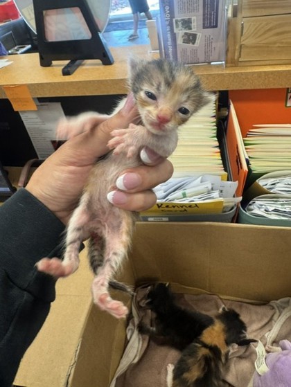 Shelter Stray Female Cat last seen Near Motley, 75150, TX, 1650 Gross Rd, Mesquite, TX 75149, USA