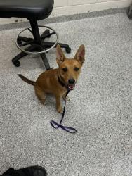 Shelter Stray Female Dog last seen Near Clear Springs Rd, Knox County ASO, TN, 3201 Division St, Knoxville, TN 37919, USA
