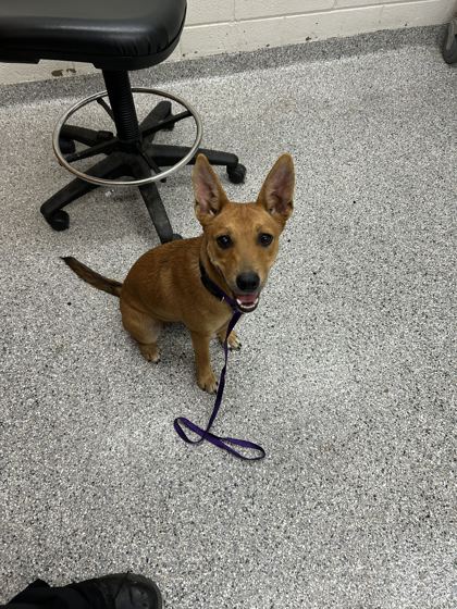 Shelter Stray Female Dog last seen Near Clear Springs Rd, Knox County ASO, TN, 3201 Division St, Knoxville, TN 37919, USA