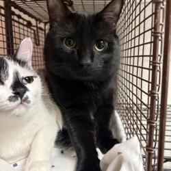 Shelter Stray Male Cat last seen Near lyons way, Knox County GP, TN, 3201 Division St, Knoxville, TN 37919, USA