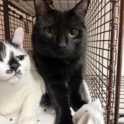 Shelter Stray Male Cat last seen Near lyons way, Knox County GP, TN, 3201 Division St, Knoxville, TN 37919, USA