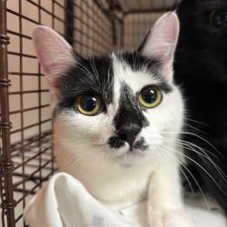 Shelter Stray Female Cat last seen Near lyons way, Knox County GP, TN, 3201 Division St, Knoxville, TN 37919, USA