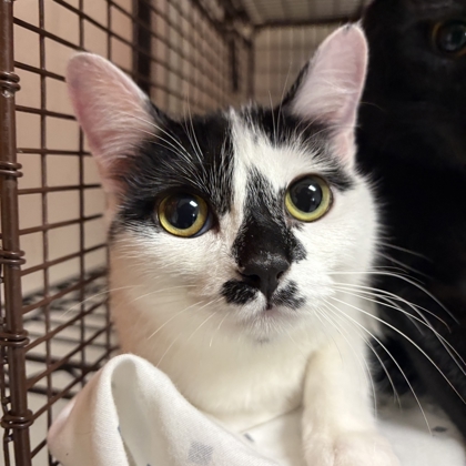 Shelter Stray Female Cat last seen Near lyons way, Knox County GP, TN, 3201 Division St, Knoxville, TN 37919, USA