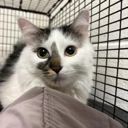 Shelter Stray Female Cat last seen Near lyons way, Knox County GP, TN, 3201 Division St, Knoxville, TN 37919, USA