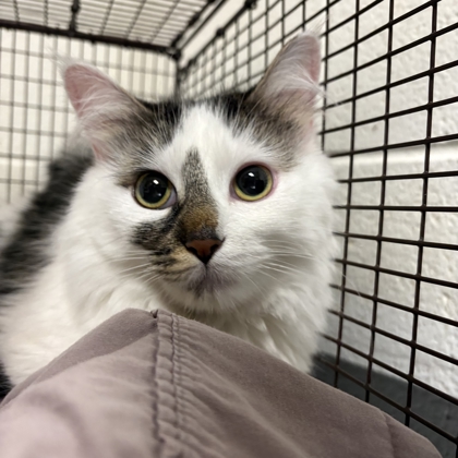 Shelter Stray Female Cat last seen Near lyons way, Knox County GP, TN, 3201 Division St, Knoxville, TN 37919, USA
