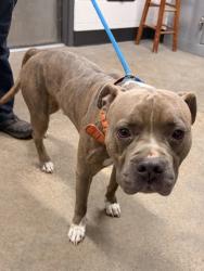 Shelter Stray Male Dog last seen Near E 123, 4th District, OH, 9203 Detroit Ave, Cleveland, OH 44102, USA