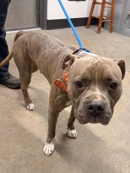 Shelter Stray Male Dog last seen Near E 123, 4th District, OH, 9203 Detroit Ave, Cleveland, OH 44102, USA
