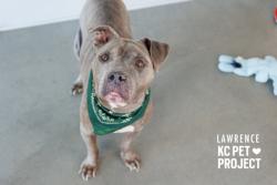 Shelter Stray Male Dog last seen Near E 27th Street, 64128, MO, 7077 Elmwood Ave, Kansas City, MO 64132, USA