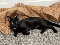 Reunited Male Cat last seen Sybil Dr in Durham, Durham, NC 27703