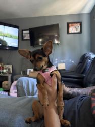 Lost Female Dog last seen By 8th street, Ophir ST, S pilgrim street, airport way Stockton ca, Stockton, CA 95206