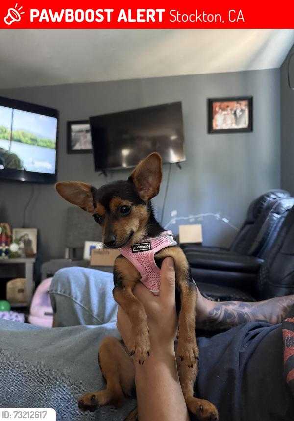 Lost Female Dog last seen By 8th street, Ophir ST, S pilgrim street, airport way Stockton ca, Stockton, CA 95206