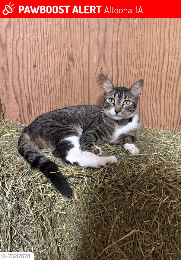 Lost Male Cat last seen Near prairie Meadows Drive, Altoona, IA 50009