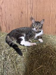 Lost Male Cat last seen Near prairie Meadows Drive, Altoona, IA 50009