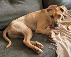Reunited Male Dog last seen Creek in cabin John Park near Rec Center, Cabin John, MD 20817