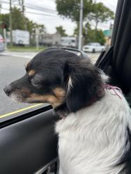Reunited Female Dog last seen In front of Dip and Dots, Panama City Beach, FL 32407
