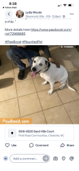 Found/Stray Unknown Dog last seen Burnt umber Plott rd, Charlotte, NC 28215