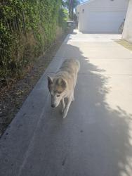 Reunited Male Dog last seen Elizabeth Ave, South Gate, CA, USA, South Gate, CA 90280
