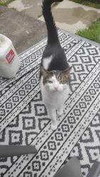 Reunited Male Cat last seen Near priory Road St2 8hg, Stoke-on-Trent, England ST2 8HG
