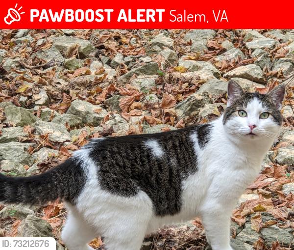 Lost Male Cat last seen Super 8 300 Wildwood Rd, Salem, VA 24153, Salem, VA 24153